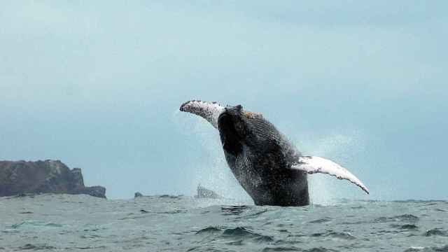 Fotografía de archivo de una ballena jorobada.