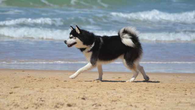 Benidorm tiene cuatro playas de perros a menos de media hora en coche.