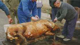 Imágenes de los pasos de la matanza tradicional del cerdo