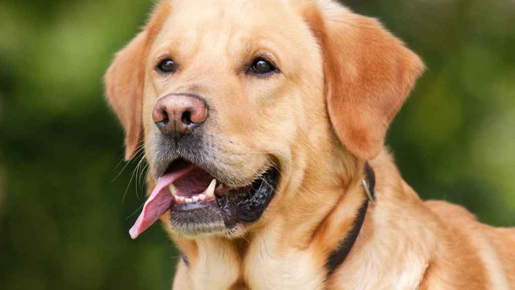 Temporada Negligencia médica Accesible Las razas de perros más hermosos