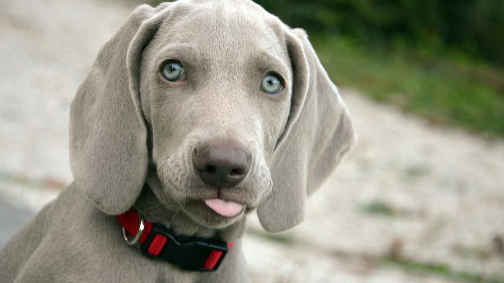 Temporada Negligencia médica Accesible Las razas de perros más hermosos
