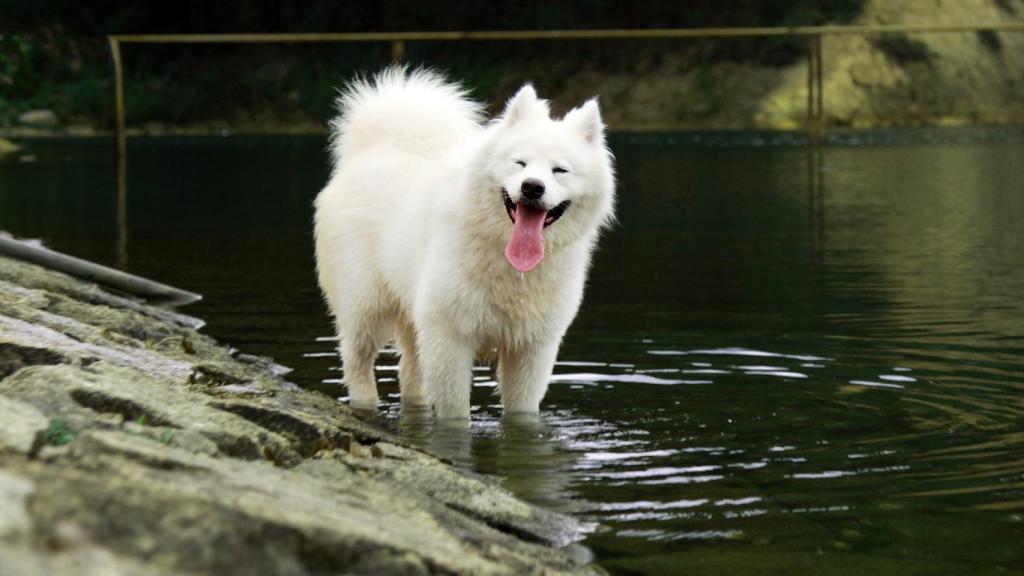 Samoyedo