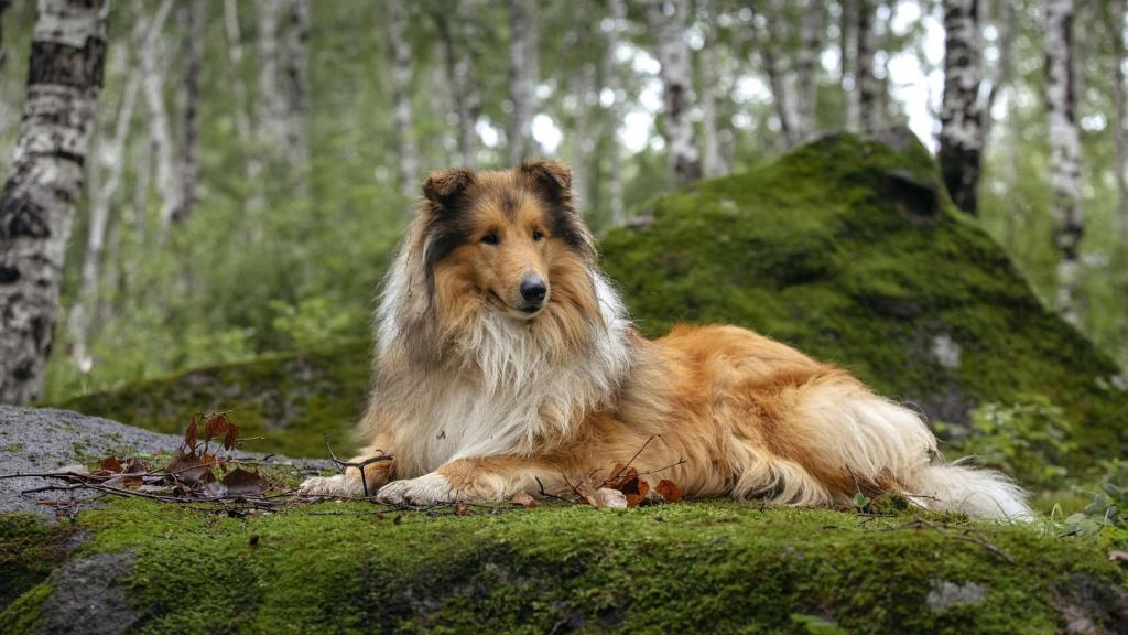 Rough collie