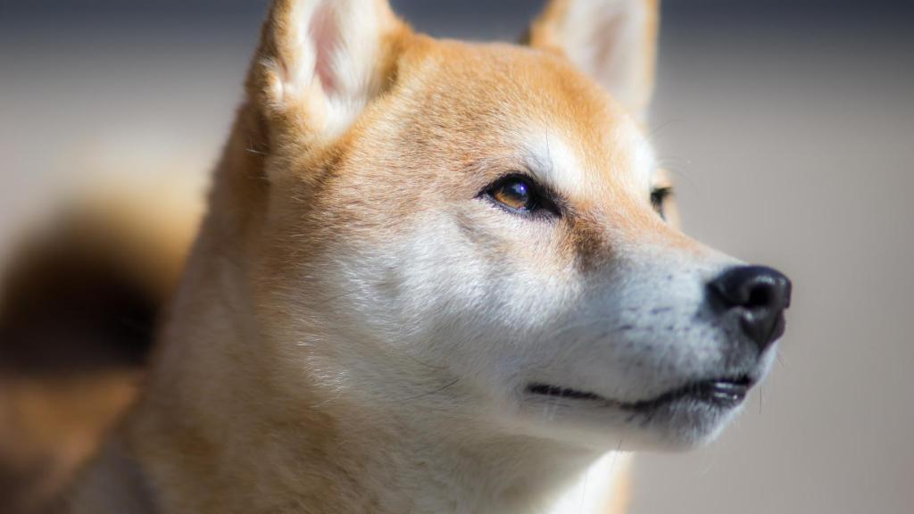 Shiba inu