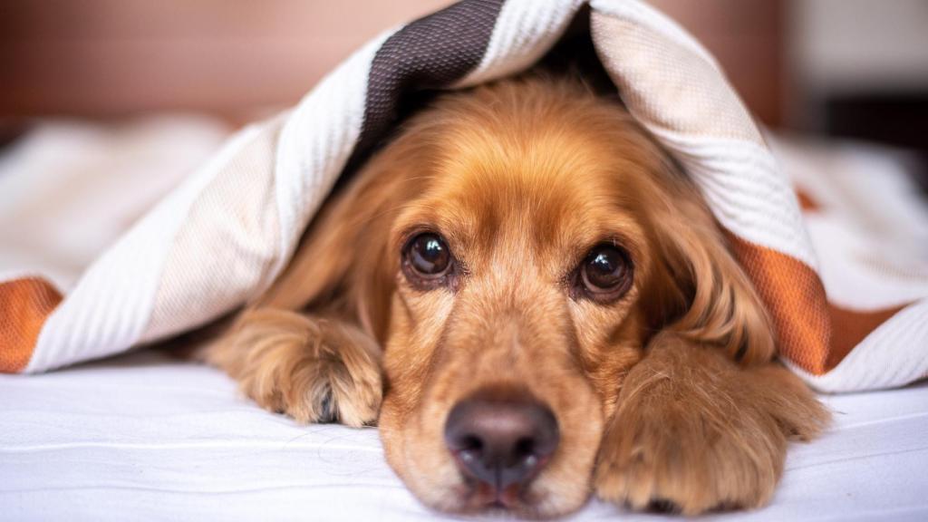 Cocker spaniel