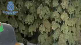Megaplantación de marihuana en la provincia de Toledo: cuatro toneladas de droga