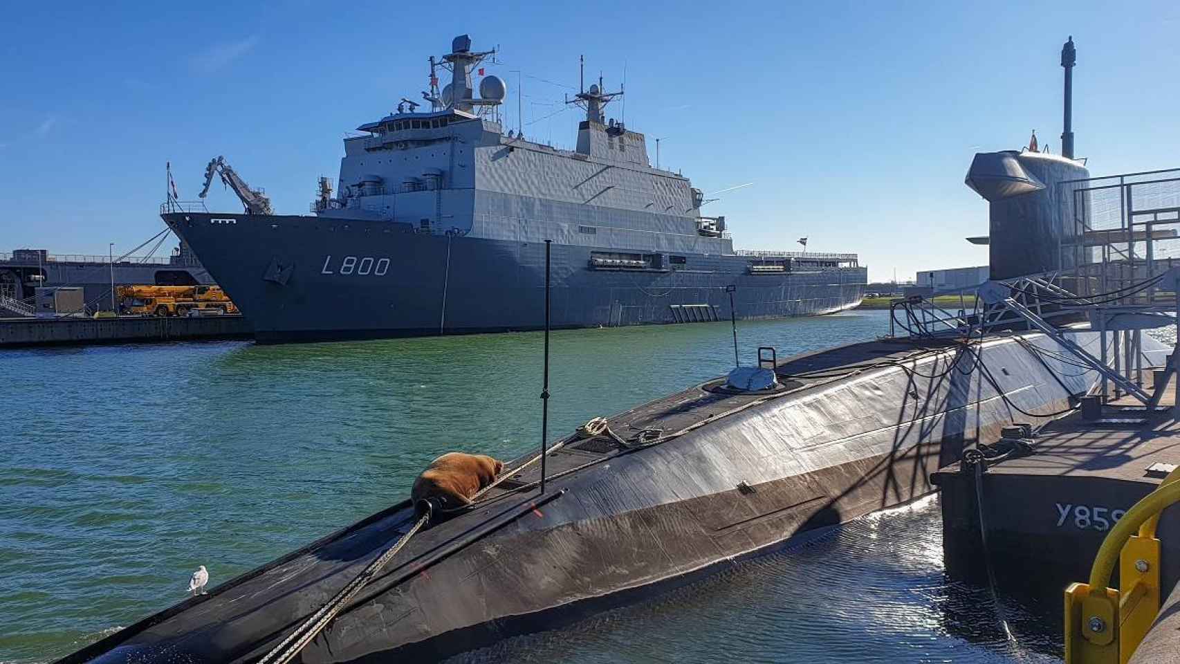La morsa, descansando en la cubierta del submarino.