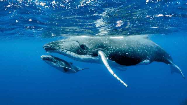 El ruido submarino amenaza con la desaparición de los cetáceos en el Mediterráneo