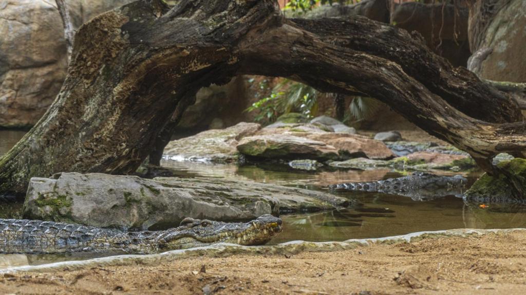 Los animales en Bioparc está como en su casa.