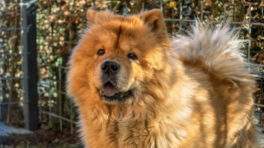 Chow chow