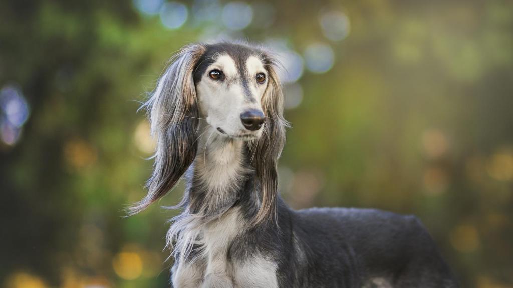 Saluki