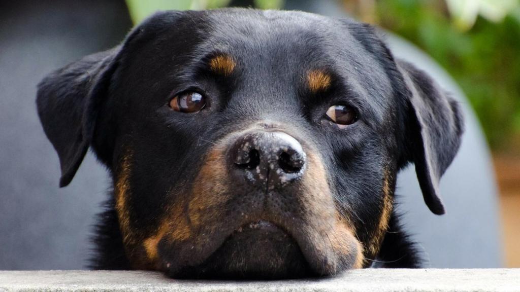 Rottweiler