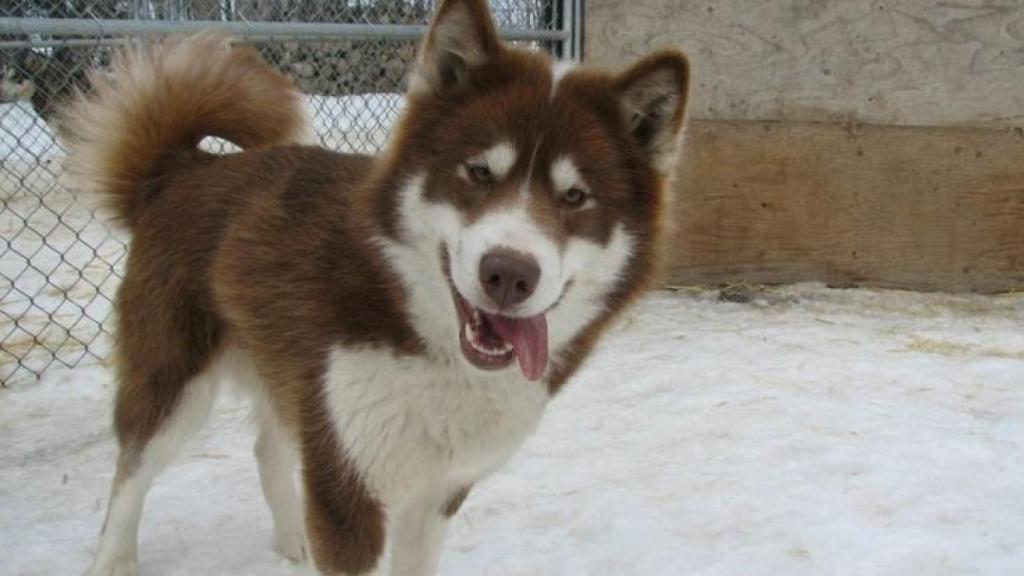 Canadian Eskimo