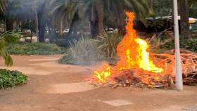 Imagen de la palmera ardiendo en el paseo del Parque de Málaga.