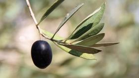 Una aceituna negra.