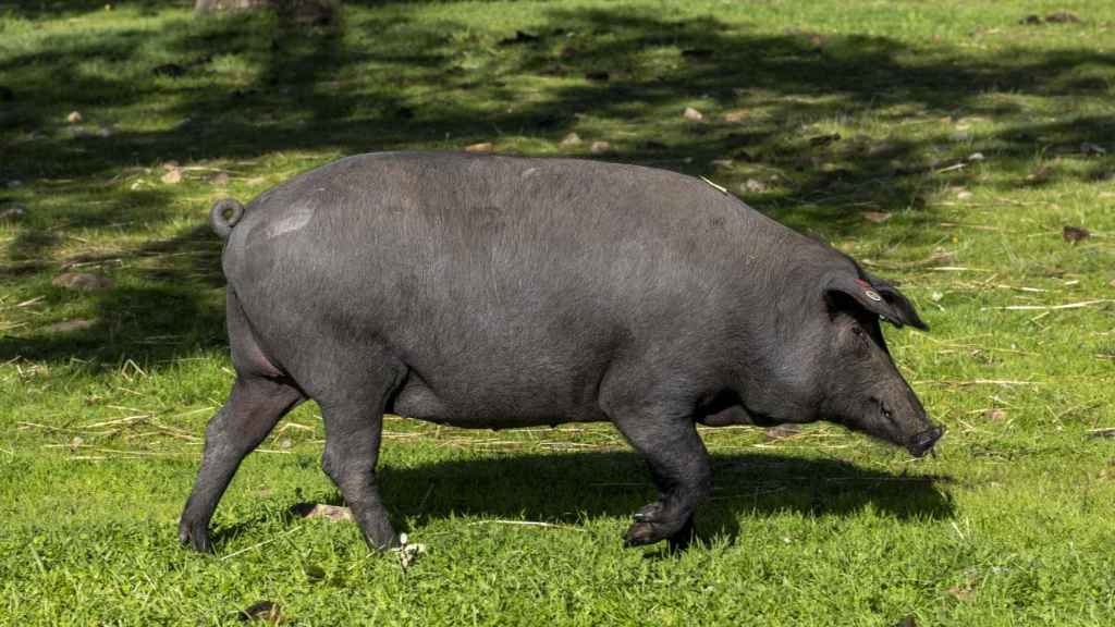 Un cerdo ibérico