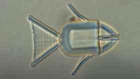 Los microrobots tienen forma de animales: como un pez.