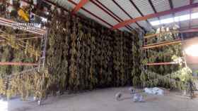 La Guardia Civil desarticula una organización dedicada al cultivo de cannabis, aprehendiendo 8.000 plantas en dos fincas