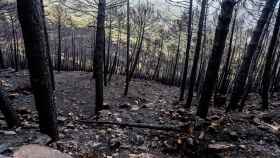 Zonas quemadas por el incendio de Sierra Bermeja, en el área de Puerto de Peña.