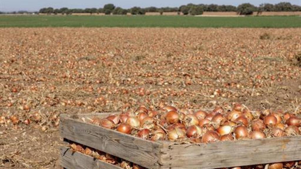 Una explotación agrícola