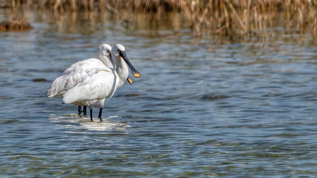 Lagunas de Villafranca (Toledo)