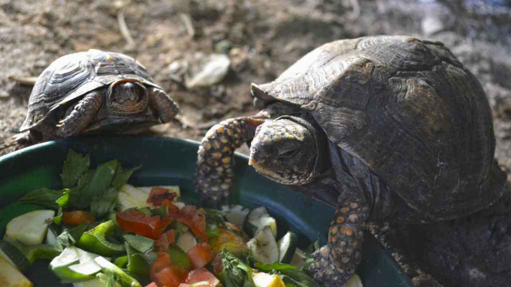 Terra Natura Benidorm acoge 21 tortugas rescatadas por la Guardia Civil de un criadero ilegal