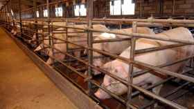 Cerdos en una granja en una imagen de archivo.