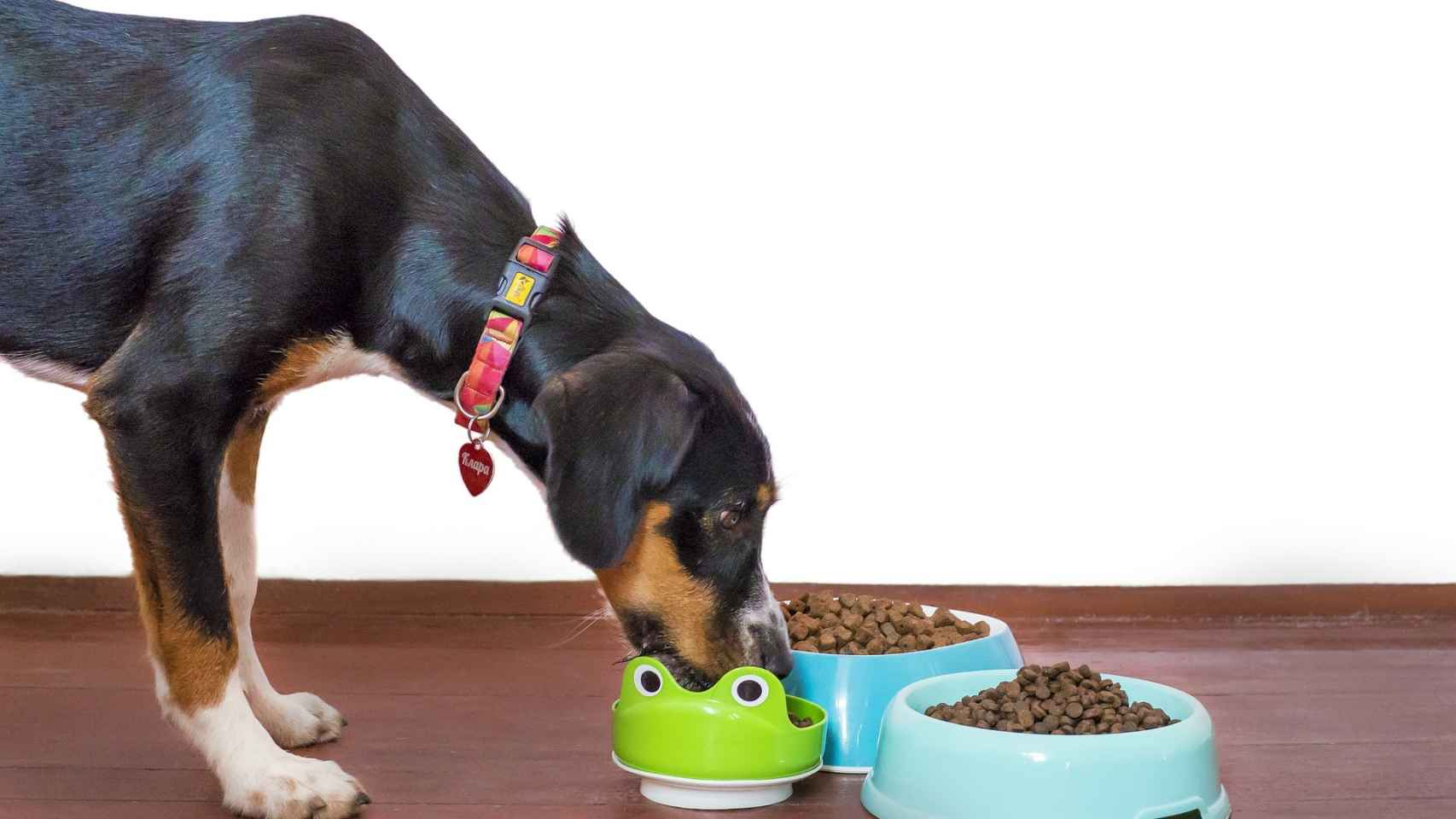 retroceder semilla inquilino Los mejores remedios caseros para perros que no quieren comer