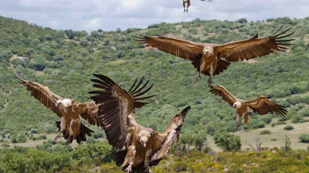 El buitre negro y el águila imperial ibérica llevan décadas sin observase como reproductoras.
