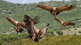 El buitre negro y el águila imperial ibérica llevan décadas sin observase como reproductoras.