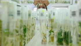Una investigadora del área de Calidad de Semillas del Banco de Germoplasma de la Alianza de Bioversity International y el CIAT, trabaja con plantas de yuca el 23 de noviembre de 2021, en Cali (Colombia)