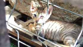 Un gato callejero enfermo, recogido por una ONG de refugio animal.