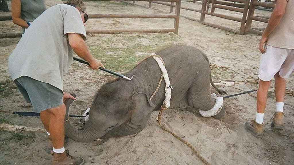 Varios operarios tratan de controlar a una cría de elefante en un circo.