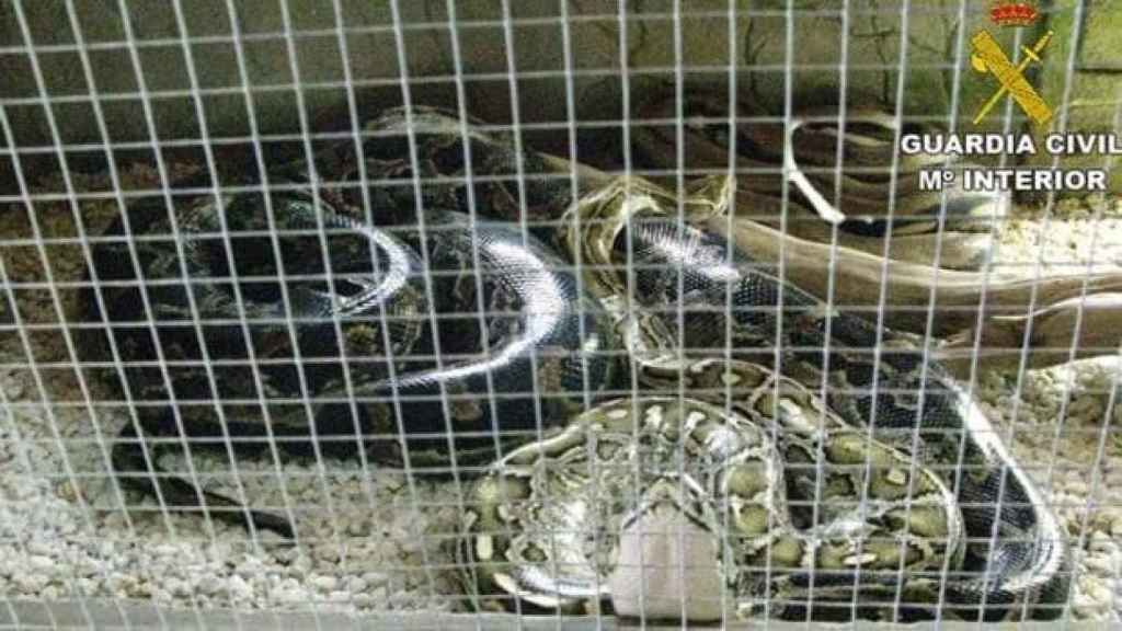 Serpientes venenosas intervenidas en casas particulares.