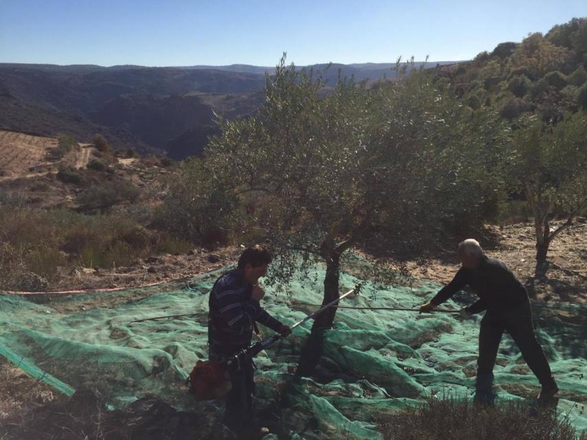 Limpiando aceitunas