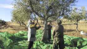 Vareando un olivo en Arribes del Duero