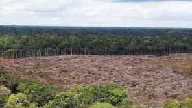 Zonas del Amazonas deforestadas. Imagen de archivo.