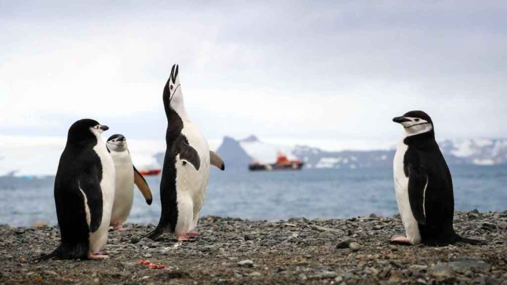 Pingüinos junto a barcos turísticos que a diario recorren la Isla Rey Jorge, Antártida.