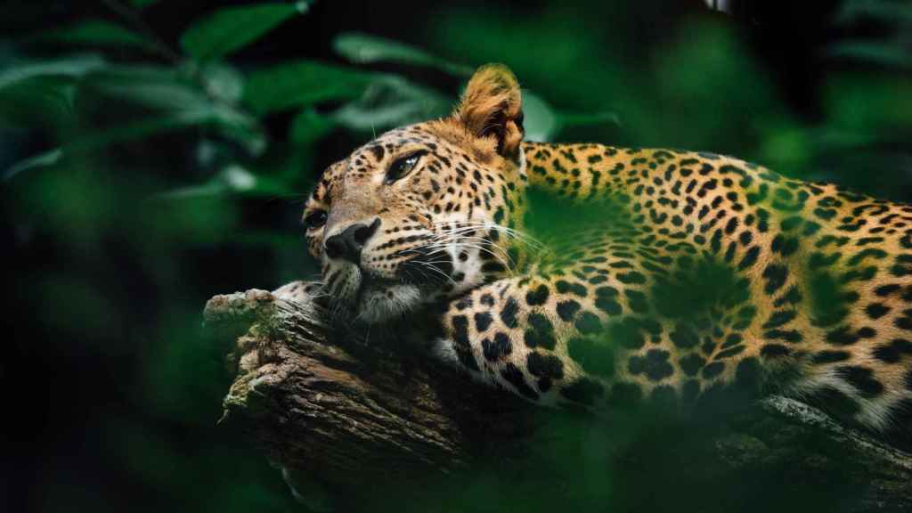 Un leopardo en África.