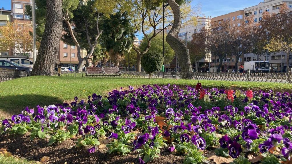 Más de  plantas de flores de distintas especies en la plantación  invernal de Albacete