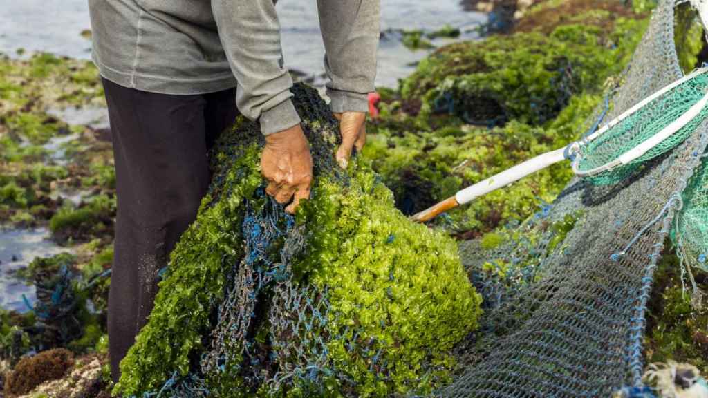 Ficosterra convierte las algas del mar en fertilizante natural y ecológico para cultivos