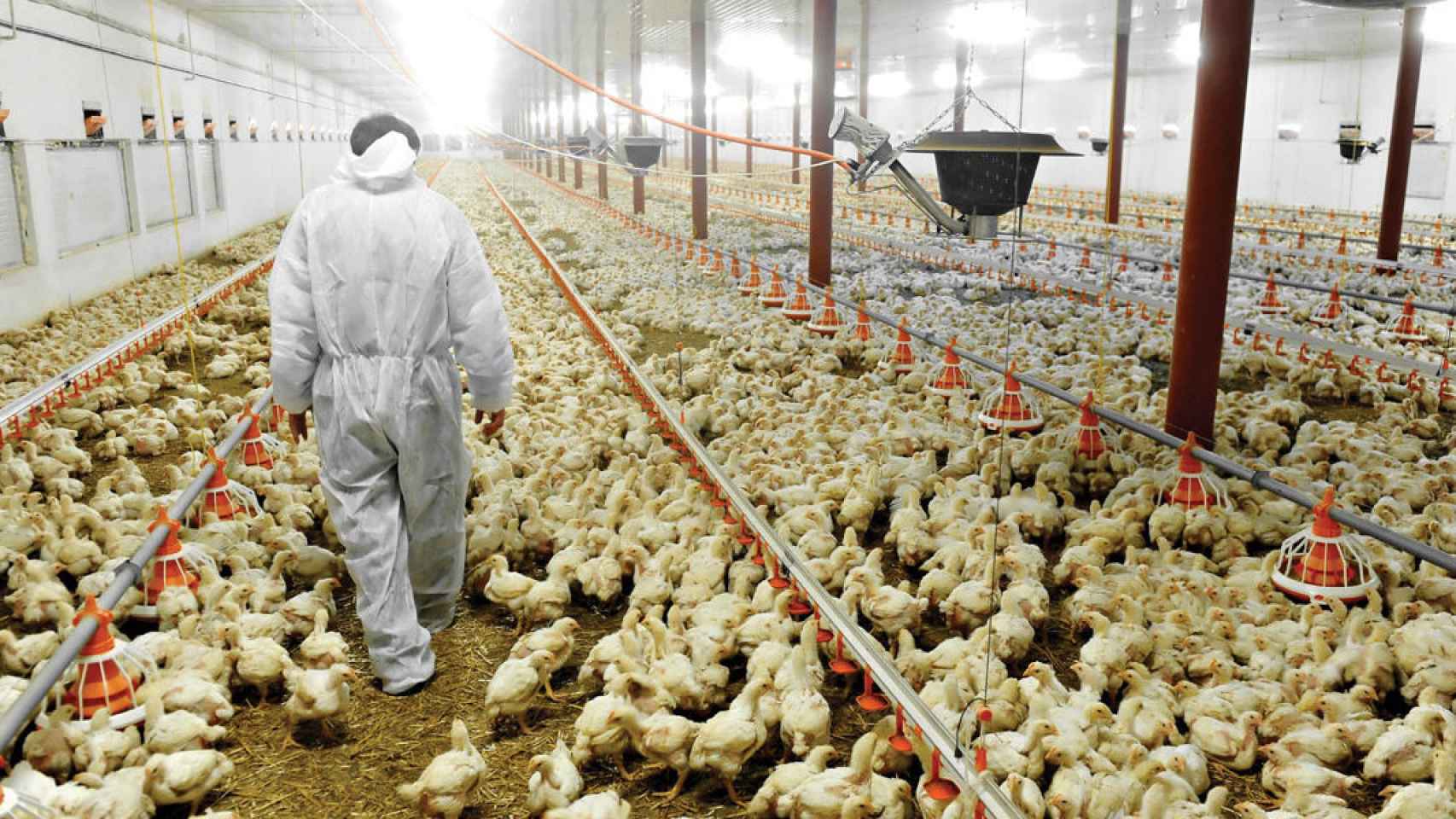 Luz verde ambiental para una granja de  pollos de engorde en Albacete