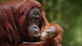 Una madre orangután con su cría.