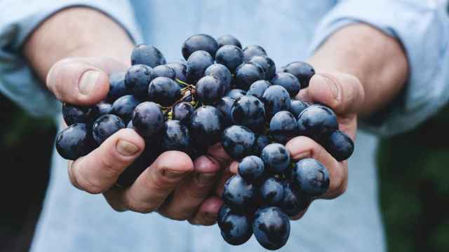 La contribución del sector vitivinícola en España: más allá de las exportaciones