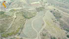 Vista aérea de una de las plantaciones de marihuana