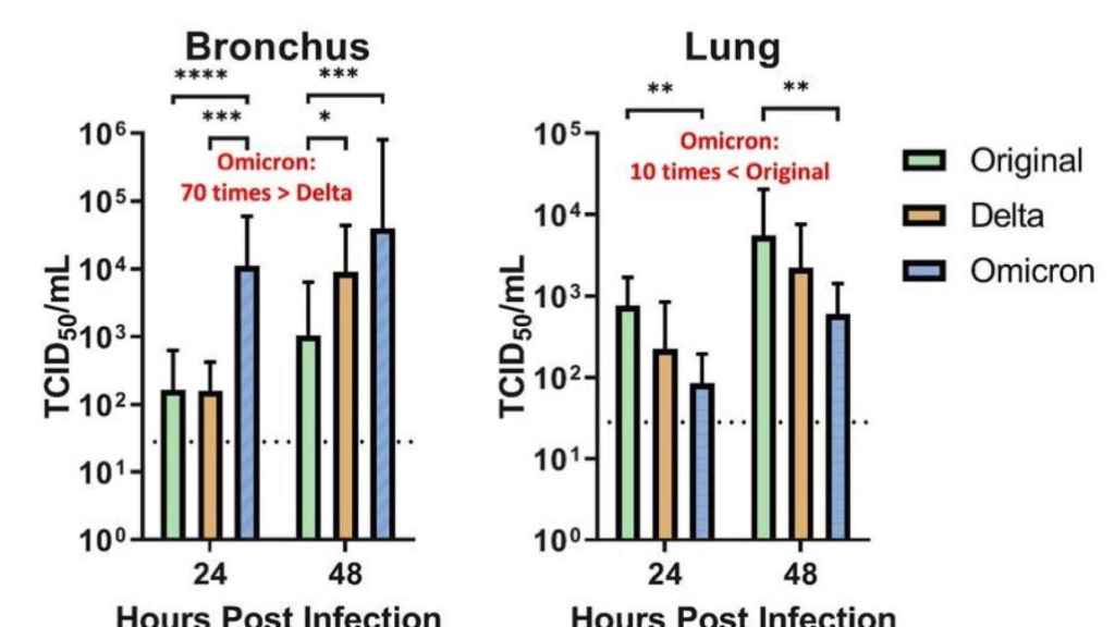 Representación de la capacidad de infección de ómicron en bronquios y en pulmones.