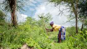 Método de Regeneración Natural Administrada por el Agricultor (RNGA) en Kenia.