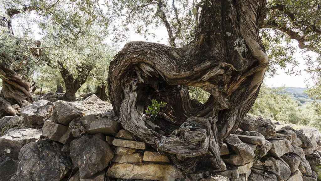 Algunos olivares de la provincia arropan árboles centenarios.