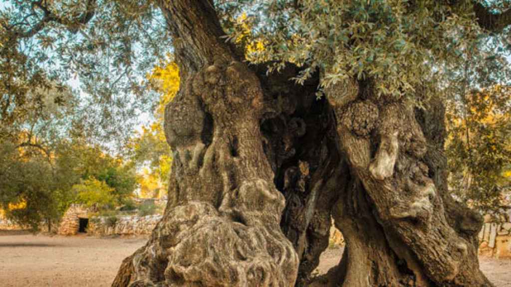 En Periana podemos encontrar olivos milenarios.