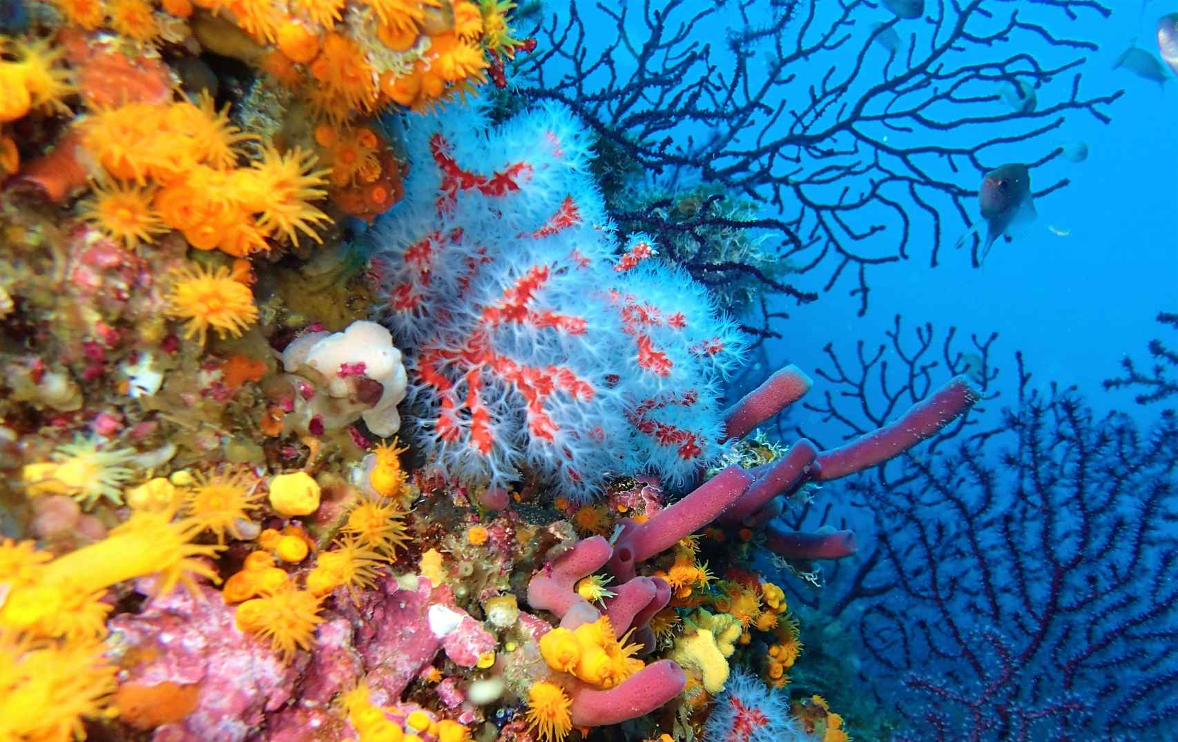 Coral rojo en Perejil, con sus tentáculos blancos desplegados.
